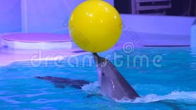 海豚馆，海豚表演及水上乐园表演.. 海豚在游泳池游泳训练时带球跳跃